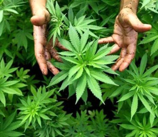 La cannabis esce dalla tabella ONU degli stupefacenti. Potrebbe curare Parkinson, epilessia ed alleviare dolori cancro
