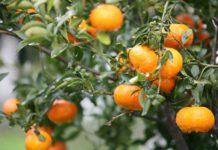 Crisi agrumicola a Rosarno: il Consiglio comunale chiede aiuto al governo per misure agricoltori della Piana