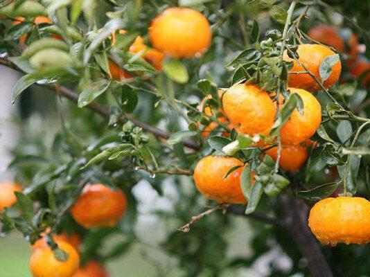 Crisi agrumicola a Rosarno: il Consiglio comunale chiede aiuto al governo per misure agricoltori della Piana