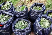 Quattro taurianovesi condannati a 5 anni e 4 mesi di reclusione