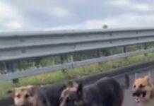 Cani in autostrada su A2- salvati da agenti-VIDEO