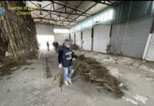 Principio attivo oltre il limite- sequestrate 3400 piante di cannabis