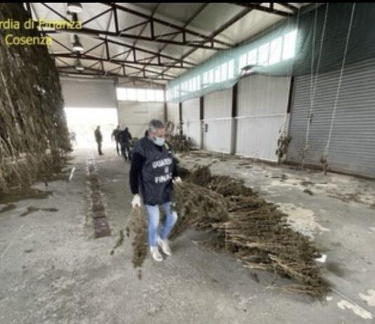 Principio attivo oltre il limite- sequestrate 3400 piante di cannabis