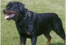 Deve traslocare e non può tenere cani. Uno trovato morto l’altro in gravi condizioni. Denunciato padrone