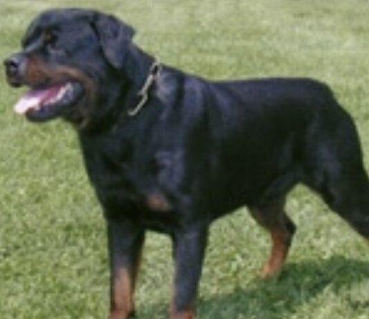 Deve traslocare e non può tenere cani. Uno trovato morto l’altro in gravi condizioni. Denunciato padrone