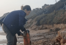 Pulisce da sola spiaggia in Calabria- consigliere propone encomio