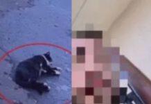 Uccide con fucile gatto che lo aveva svegliato con miagolii
