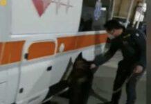 Trasportavano 30kg di marijuana in ambulanza- arrestati