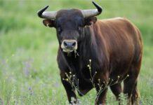 Cinquefrondi: grave 57enne incornato da toro