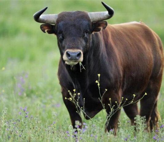 Cinquefrondi: grave 57enne incornato da toro