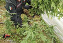 Curava piantagione di marijuana: 20enne di melicucco sottoposto a misura cautelare