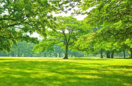 Associazione Valentia: A breve la creazione su scala nazionale di 50 “aree verdi del ricordo” – dei luoghi per ricordare tutte le vittime del Covid-19