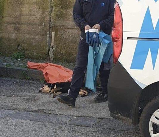 Uccide cagnolino in strada a colpi di fucile- denunciato 70enne