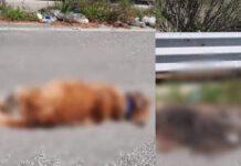 Bosco Rosarno- segnalazione: cani avvelenati