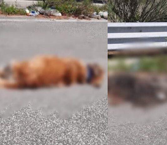 Bosco Rosarno- segnalazione: cani avvelenati