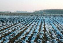 Coldiretti Calabria: la temperatura crolla di oltre 10 gradi a rischio coltivazioni che erano in anticipo e ortaggi