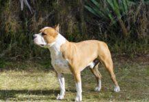 Taglia orecchie al cane per “motivi estetici” condannato a 4 mesi di reclusione