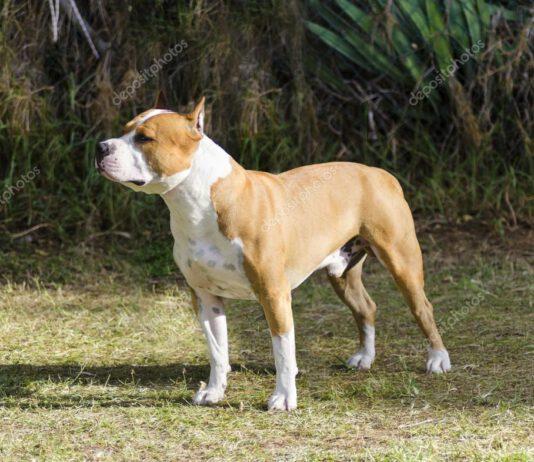 Taglia orecchie al cane per “motivi estetici” condannato a 4 mesi di reclusione