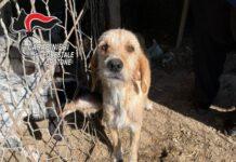 Animali allevati in pessime condizioni – denunciato allevatore per maltrattamenti
