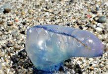 Esemplare caravella portoghese rinvenuta su spiaggia Stretto