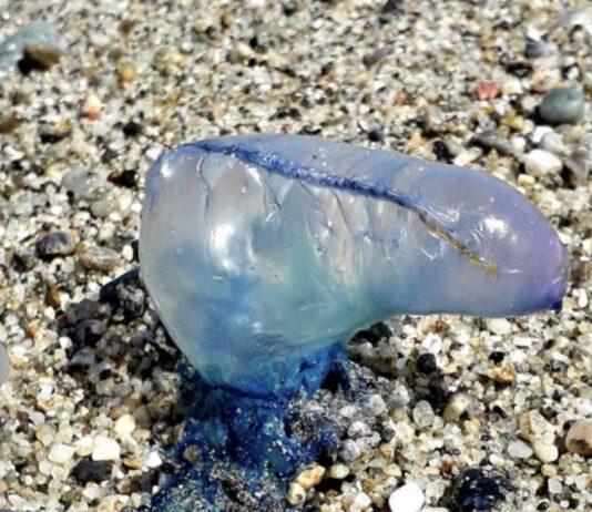 Esemplare caravella portoghese rinvenuta su spiaggia Stretto