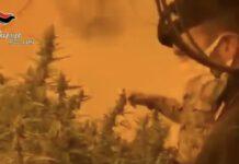 Scoperte due piantagioni indoor di marijuana