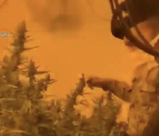 Scoperte due piantagioni indoor di marijuana