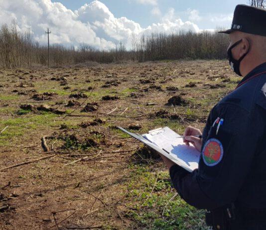Sorpresi a tagliare il castagneto di proprietà del vicino. Arrestate 5 persone in flagranza di reato