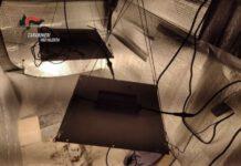 Piccola serra di marijuana in casa – arrestato