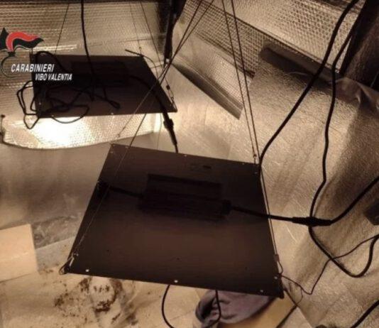 Piccola serra di marijuana in casa – arrestato