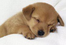 Cresciute adozioni e donazioni in un anno di Lockdown: gli animali ringraziano