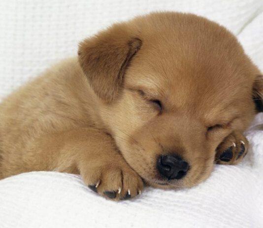 Cresciute adozioni e donazioni in un anno di Lockdown: gli animali ringraziano