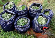 Operazione Dioniso – detenzione, vendita e acquisto di sostanze stupefacenti: 7 arresti