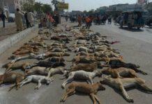 Strage di massa di randagi in Pakistan: 25mila cani saranno uccisi nelle prossime settimane