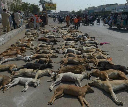 Strage di massa di randagi in Pakistan: 25mila cani saranno uccisi nelle prossime settimane