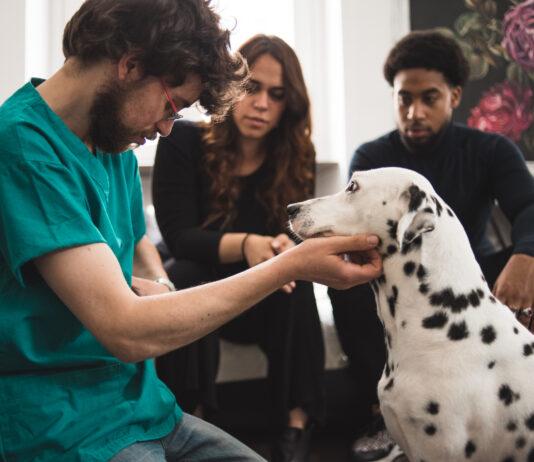Dai veterinari di Epicura i consigli per proteggere la salute degli amici a 4zampe