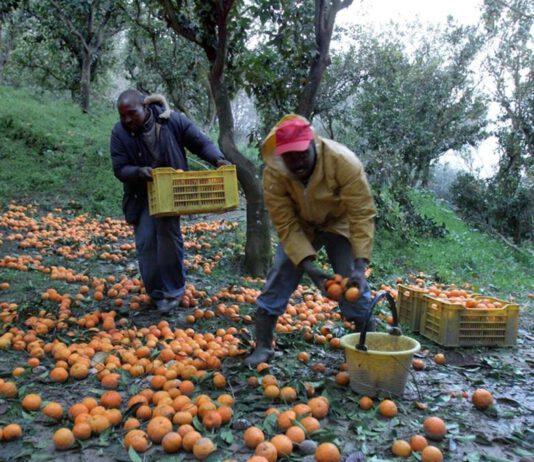 Contrasto al caporalato nella Piana di Gioia Tauro: perquisizioni e denunce