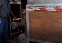 Allevamento clandestino pitbull in Calabria – una denuncia