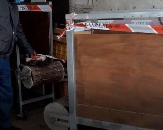 Allevamento clandestino pitbull in Calabria – una denuncia