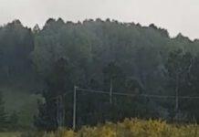 Coldiretti Calabria: l’altopiano della Sila (ma non solo) invaso dai cinghiali. Occorre moltiplicare gli sforzi.