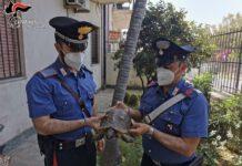 Tartaruga centenaria trovata e salvata da carabinieri