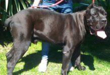 Taglia orecchie al cane per motivi estetici – condannato a 8 mesi