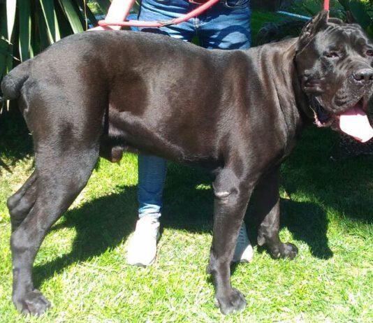 Taglia orecchie al cane per motivi estetici – condannato a 8 mesi