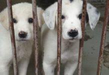 Cinquefrondi – delibera a favore dell’adozione dei cani