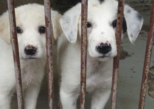 Cinquefrondi – delibera a favore dell’adozione dei cani