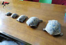 Aveva in casa 5 tartarughe specie protetta – denunciato