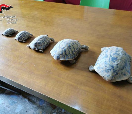 Aveva in casa 5 tartarughe specie protetta – denunciato