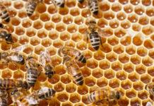 Coldiretti Calabria: domani 20 maggio giornata mondiale delle api gli alveari sono affamati a causa del clima. A rischio oltre 118mila alveari nella nostra regione. I dati produttivi