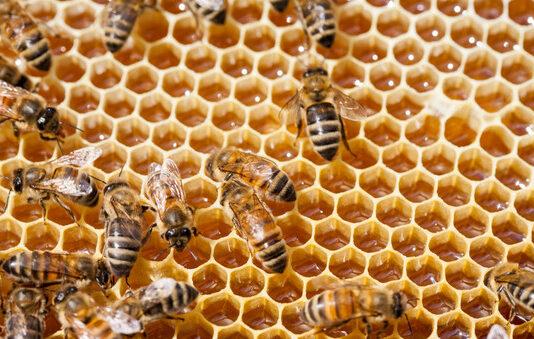 Coldiretti Reggio Calabria: s.o.s. apicoltura in difficoltà in tutta la provincia. Le api rischiano di non volare. Chiesta al Dipartimento Regionale agricoltura la verifica dei danni.