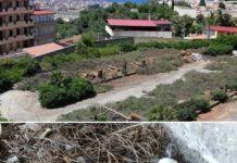 Reggio Calabria -Legambiente: abbattuti più di 30 alberi con effetto devastante su avifauna